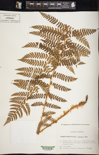 Polystichum braunii image