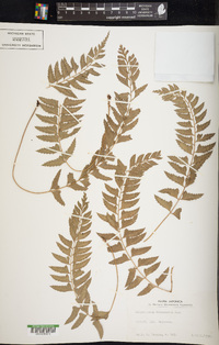 Polystichum formosanum image