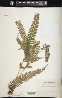 Polystichum formosanum image