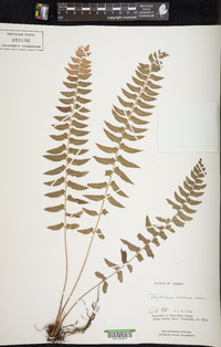 Polystichum formosanum image