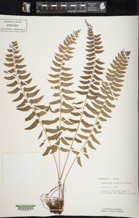 Polystichum formosanum image