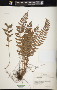 Polystichum formosanum image