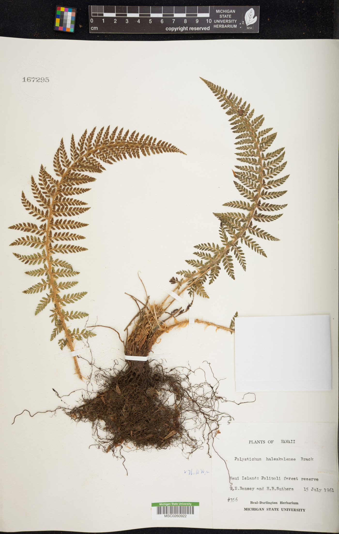 Polystichum haleakalense image