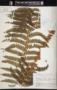 Polystichum kurokawae image