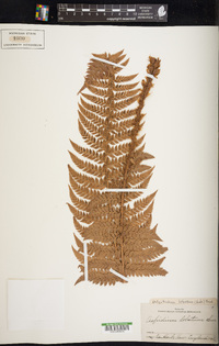 Polystichum aculeatum image