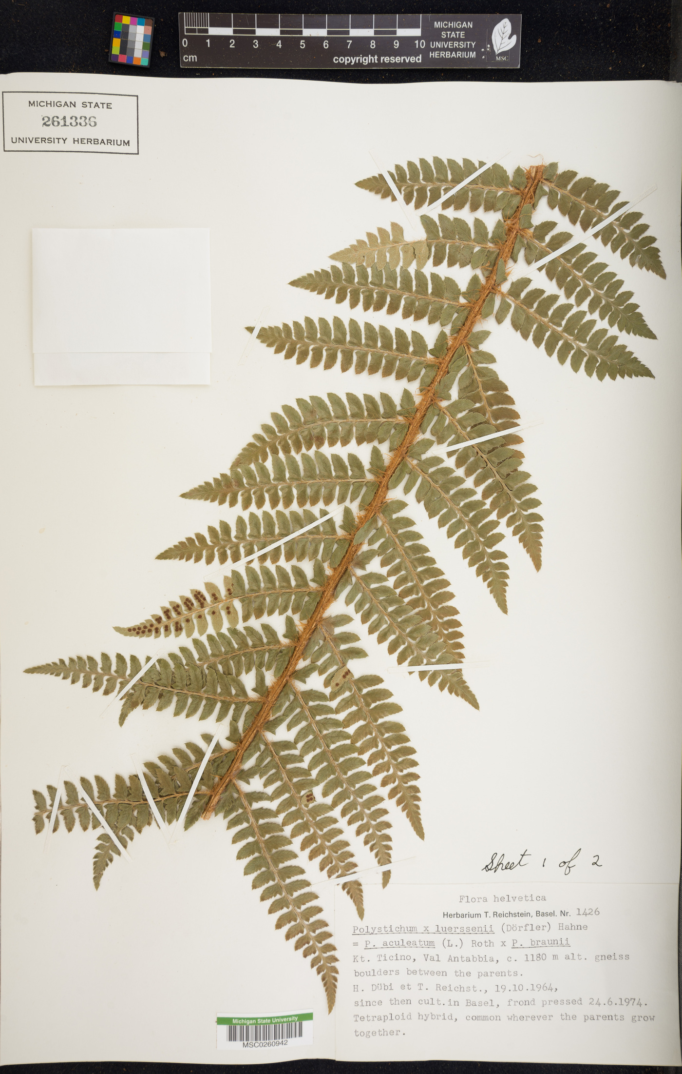 Polystichum luerssenii image