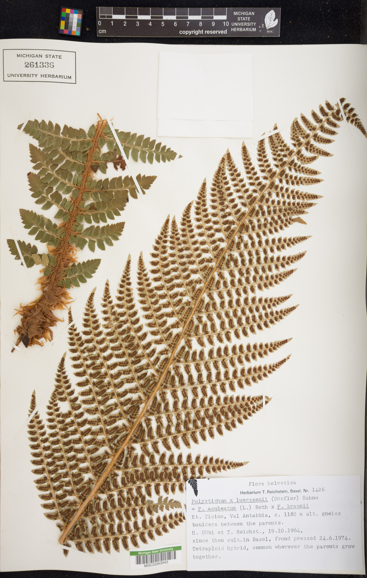 Polystichum luerssenii image