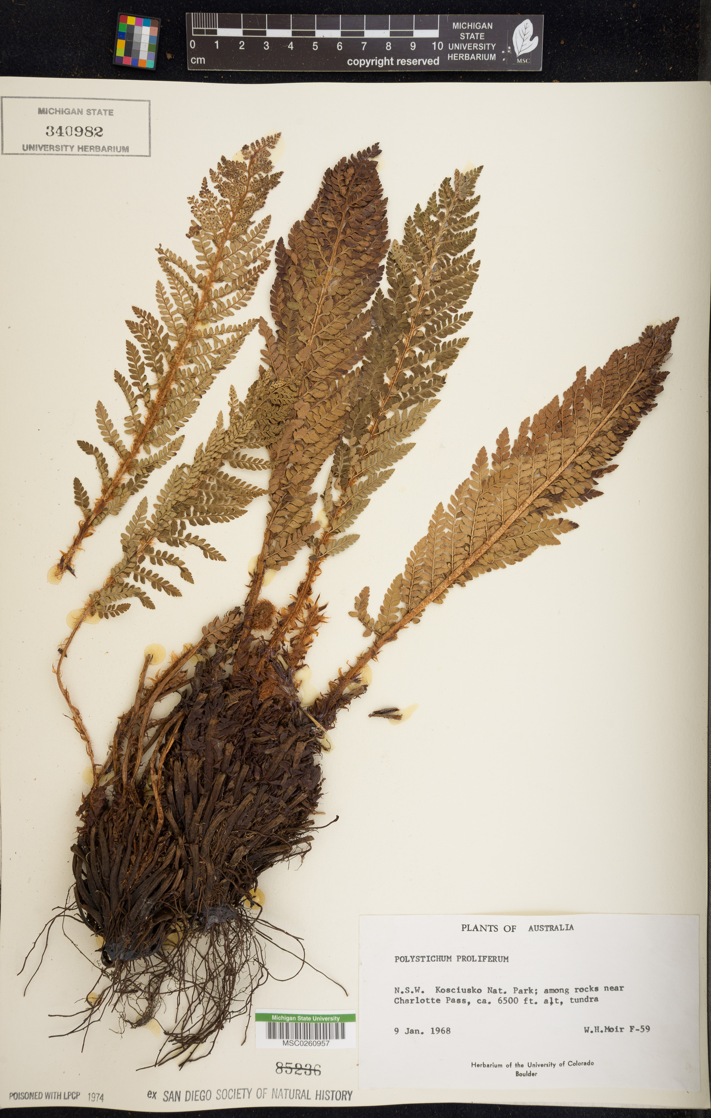 Polystichum proliferum image