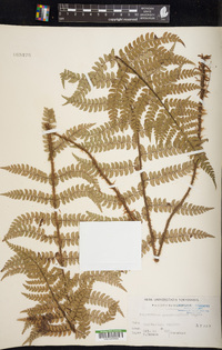 Polystichum pseudomakinoi image