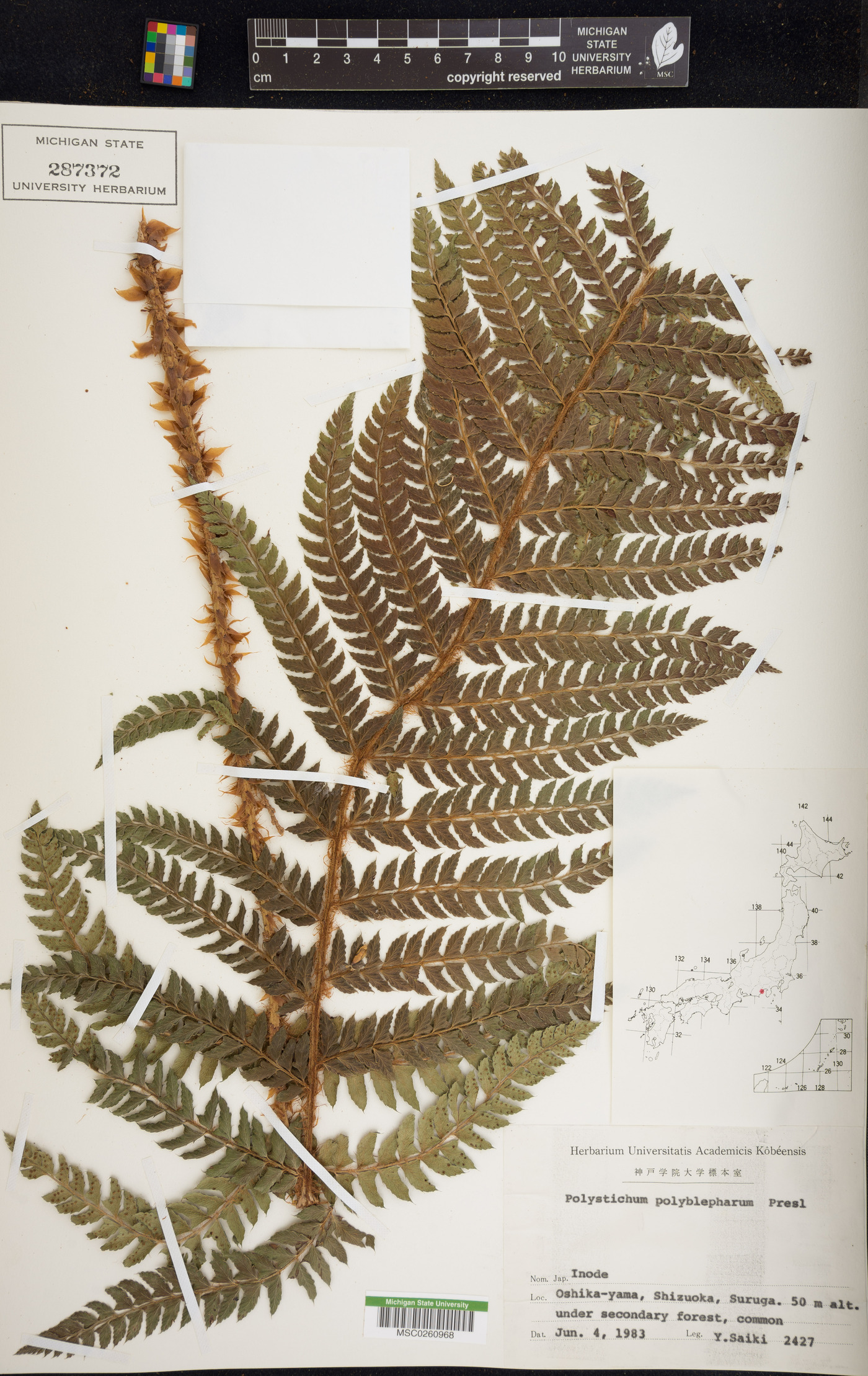 Polystichum polyblepharum image