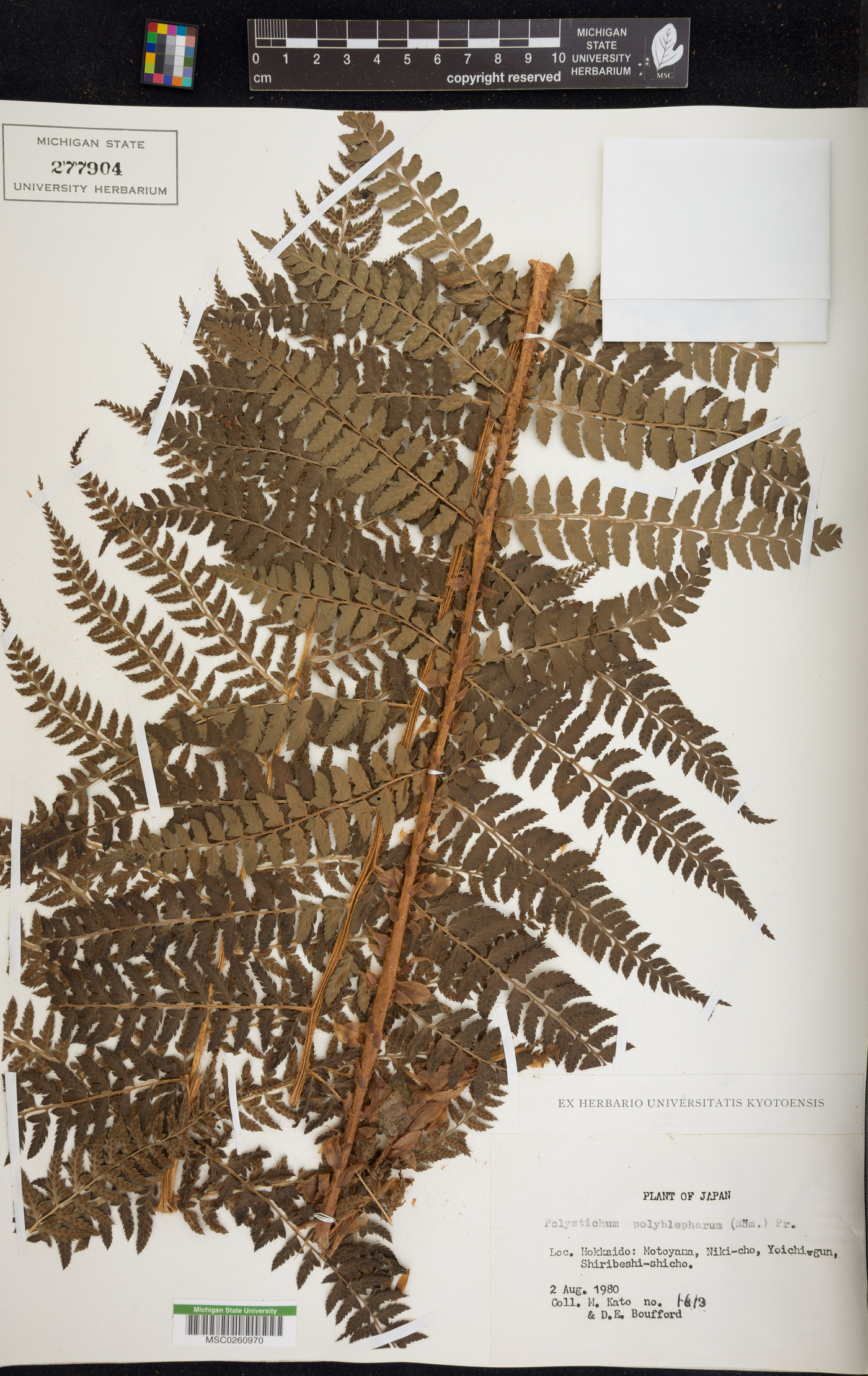 Polystichum polyblepharum image