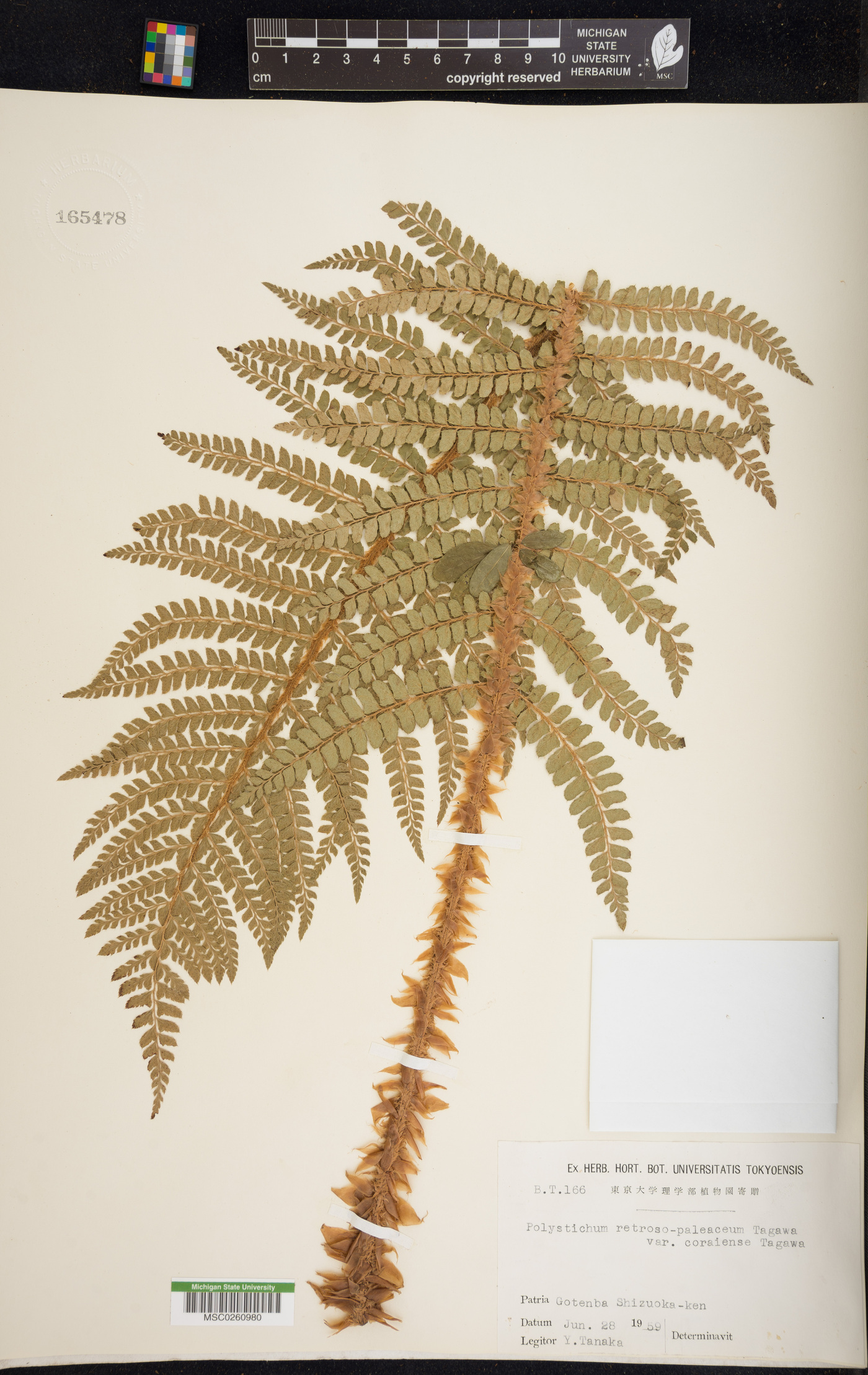 Polystichum retrosopaleaceum image