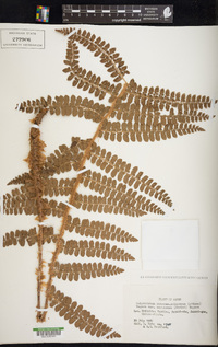 Polystichum retrosopaleaceum image