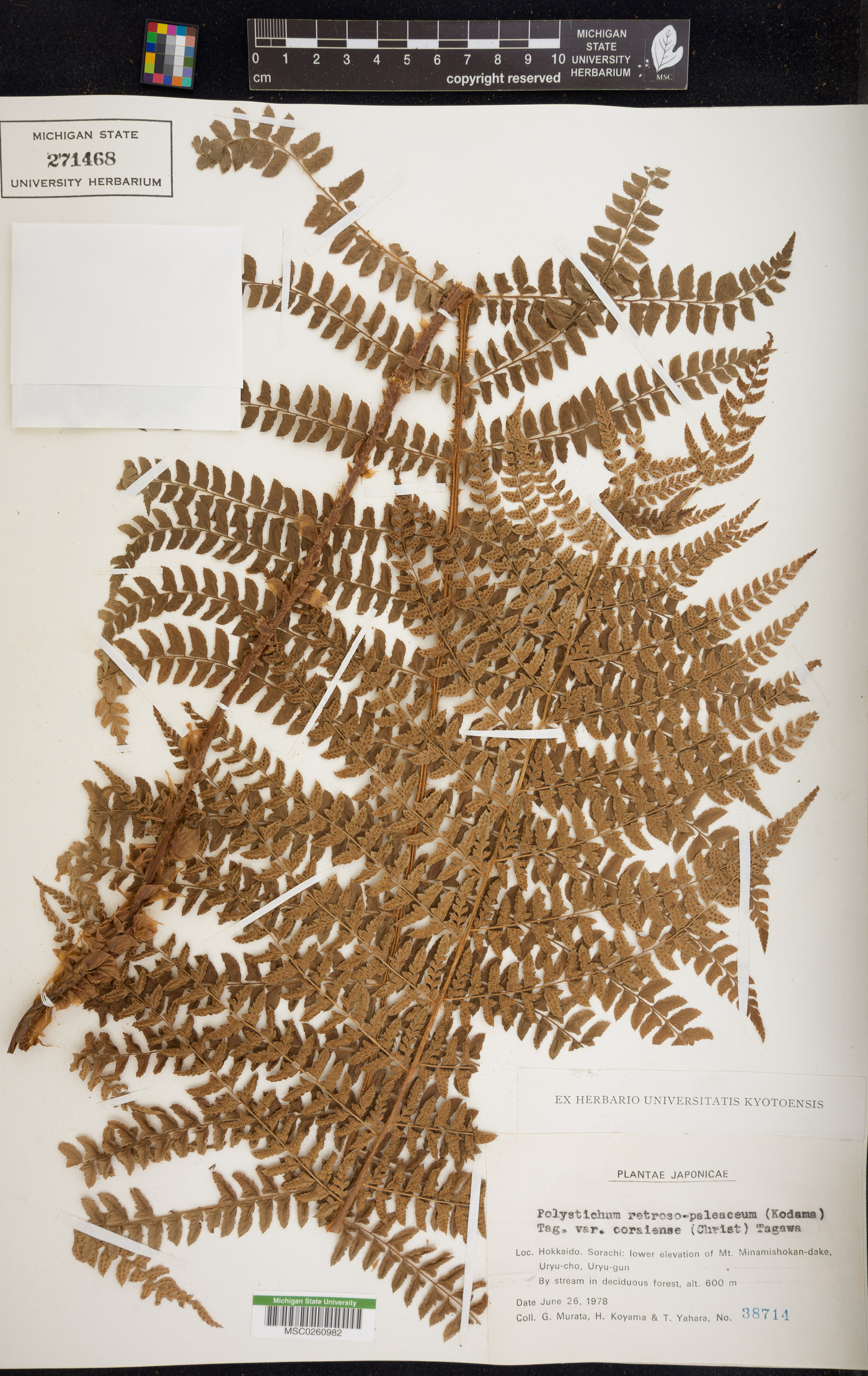 Polystichum ovatopaleaceum image