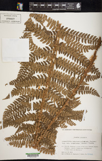 Polystichum retrosopaleaceum image