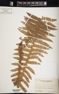 Polystichum retrosopaleaceum image