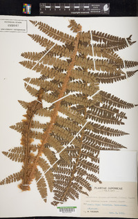 Polystichum retrosopaleaceum image