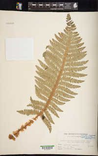 Polystichum retrosopaleaceum image