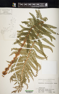 Polystichum retrosopaleaceum image