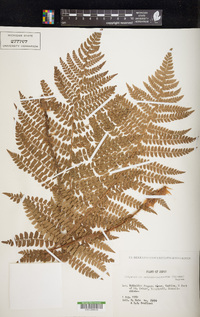 Polystichum retrosopaleaceum image