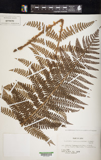 Polystichum retrosopaleaceum image