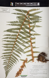 Polystichum setiferum image