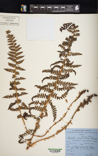 Polystichum setiferum image