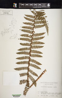 Polystichum tagawanum image