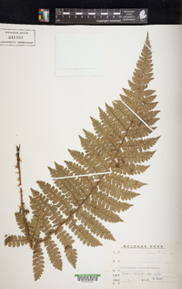 Polystichum tagawanum image