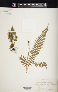 Polystichum tripteron image