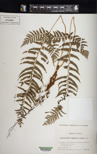 Polystichum tripteron image