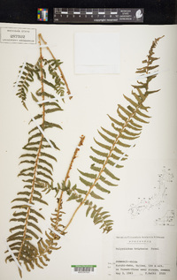 Polystichum tripteron image