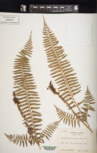 Polystichum tripteron image