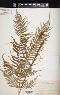 Polystichum tripteron image