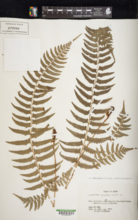 Polystichum tripteron image