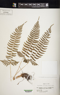 Polystichum tripteron image