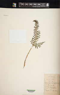 Polystichum tripteron image