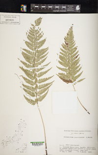 Polystichum luctuosum image