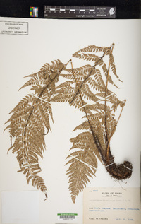 Polystichum luctuosum image