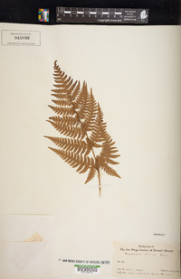 Dryopteris varia image