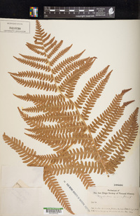 Dryopteris varia image