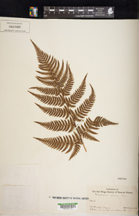 Dryopteris varia image