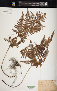 Dryopteris varia image