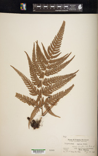 Dryopteris varia image