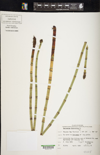 Equisetum fluviatile image