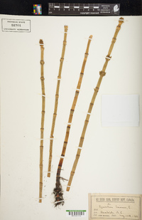 Equisetum fluviatile image