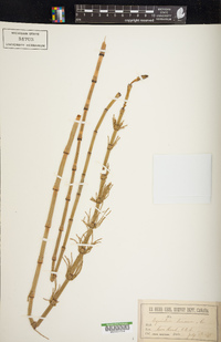 Equisetum fluviatile image