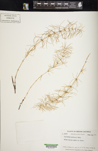 Equisetum pratense image