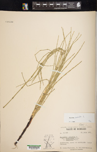 Equisetum palustre image