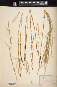 Equisetum palustre image